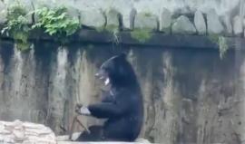 فيديو مثير لدب يستخدم عصي "الننشاكو"