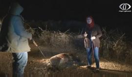 #شاهد|رصد صورا لشاحنات اسرائيلية تطلق خنازير برية في المناطق الفلسطينية
(قناة فلسطين اليوم)