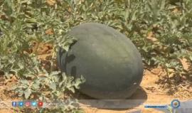 موسم مميز للبطيخ هذا العام في قطاع غزة
تقرير | محمد الداعور