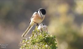 من قرية دير غسانة قضاء رام الله - فلسطين 
#شاهد طائر الصرد .. من اصغر الطيور التي تتغذى على الطيور والزواحف والحشرات. 
تصوير محمد الشعيبي