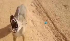 #شاهد  في وسط الصحراء السعودية .. ذئب يجد المياه!