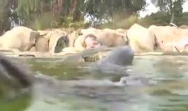 #شاهد مغامر يسبح ملفوفاً بأفعى أناكوندا عملاقة في أوجاي بكاليفورنيا !