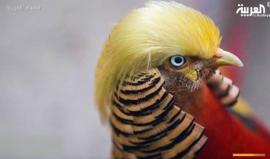 طائر صيني يشبه ترمب في تسريحة شعره