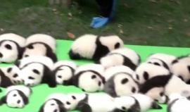 عرض مجموعة من صغار الباندا حديثي الولادة أمام الزوار في تشنغدو - الصين