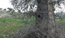 المهندس عماد دواس.. يوثق بعدسته أسرار الحياة البرية الفلسطينية - جيهان عوض