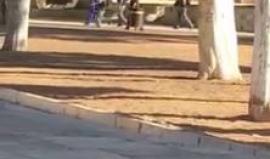 #شاهد قوات الاحتلال تعتقل الشـاب المقدسي مفيد غيث داخل ساحات المسجد الأقصى قبل قليل