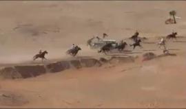 توثيق لحظة تصادم مروع بين خيول في مضمار السباق وسيارة للدرك الجزائري