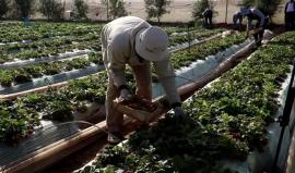 مشروع زراعي في غزة يُخدّم مئات المدنيين