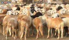السودان يشهد ارتفاعا في أسعار الأضاحي !