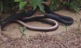 #شاهد ثعبان يبتلع آخر لكنه هرب من معدته!