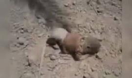 مشاهد قاسية +18 
70 شخصا قضوا في غارات روسية على القورية بدير الزور
#سوريا