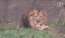 العالم خسر 58% من الحيوانات البرية خلال الـ40 سنة الأخيرة