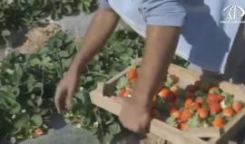 كارثة تتهدد الامن الغذائي للقطاع في ظل الزيادة السكانية - رمزي أبو جزر