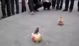 الطائر "المتسول"..!