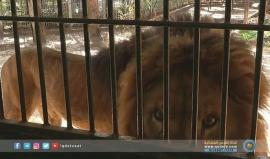 هل تذكرون الأسد "رعد" في حديقة حيونات قلقيلية ؟

تقرير مصعب الخطيب