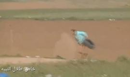 مشاهد جديدة توثق قنص قوات الإحتلال للشهيد عبدالفتاح عبد النبي، عدة مرات بهدف قتله، وذلك خلال فعاليات #مسيرة_العودة_الكبرى شرق جباليا شمال قطاع غزة . 
تصوير طلال النبيه