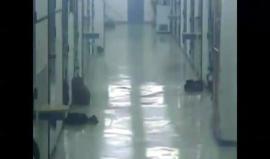 #شاهد #فيديو : همجية إدارة مصلحة السجون بحق الأسرى الفلسطينيين فى السجون الاسرائيلية