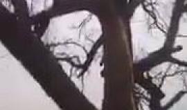 حدث غريب.. شاهد ماذا حدث لشجرة داخل مقبرة ضربتها صاعقة!

"جيم بروبسيت" شاهد شجرة استثنائية في مقبرة سانت لويس بأتلانتا - الولايات المتحدة الأمريكية ضربتها صاعقة برق عند الساعة الثانية صباحاً  وتسببت في احتراقها من الداخل