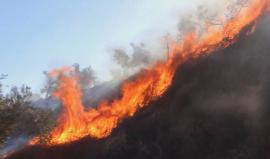 #صور حرائق في أحراش منطقة العقايب دير شرف في نابلس - فلسطين

تصوير : كميل عبادي