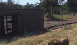 مقطع مرعب نشرته صحيفة بريطانية لأسد بحديقة للحيوانات في جنوب أفريقيا دخل في محميته شخص مسنّ لدواعي الفضول، لكن الأسد هجم عليه وسحبه مع رقبته كأنه فريسة.

لاحقاً تم نقل المسن للمستشفى وحالته في تحسن.

(المقطع يحتوي على مشاهد قاسية)