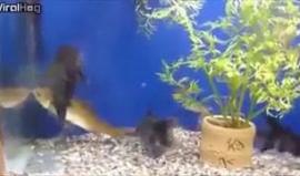 #ترفيه سمكة "السلور" تلتهم سمكة أخرى في نفس حجمها تقريبًا !