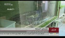 #شاهد : فلسطيني يربي الأفاعي في رام الله