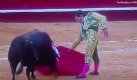 ثور يطيح بعين مصارع أعور