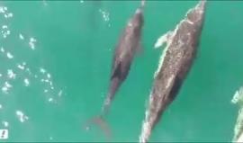 #شاهد سرب من الدلافين يزور بحر مدينة عسقلان المحتلة