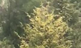 #شاهد تساقط الثلوج في #الخليل
تصوير عامر أبو عرفة