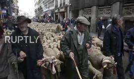 #شاهد قطيع من الأغنام في شوارع مدريد احياء للتقاليد والهجرة القديمة