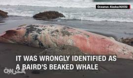 أسطورة تتحول لحقيقة.. اكتشاف فصيلة جديدة من الحيتان لم يسبق رؤيتها قط!