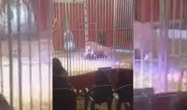 #شاهد أسد يُهاجم مدربه وسط صرخات الجمهور شمال فرنسا