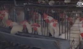 مزارعو طولكرم ..أشهر على الخسائر ووعود بالتعويض لم تنفّذ - أمون الشيخ