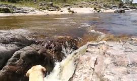 ماذا فعل كلب لإنقاذ رفيقه من الغرق؟