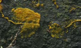 حيـر العلماء ..

#شاهد تصوير بطيئ لـ "الوحل العفن الذكي" وهو يتغذى بطريقة الزحف على الأشجار وأوراقها