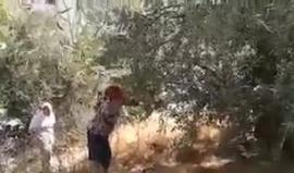 مستوطنة صهيونية يرافقها جنود الاحتلال يعتدون على أطفال مدرسة قرطبة في الخليل أثناء نشاط مدرسي لقطف الزيتون