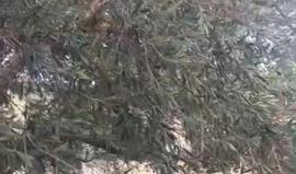 #مباشر من أمام أقدم شجرة زيتون في العالم في بلدة الولجة غرب بيت لحم 
تصوير عامر أبو عرفة
