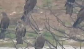 #شاهد سرب من الطيور الجارحة في غزة . 
عدسة شادي سلفيتي