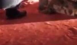 بالفيديو: تمساح يهاجم مدربًا أدخل رأسه بين فكيه