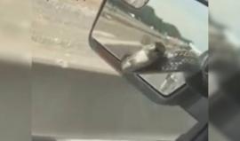 #شاهد سائق يتفاجئ بأفعى على سيارته في جورجيا