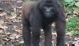 الغوريلا مهددة بالانقراض في إفريقيا !