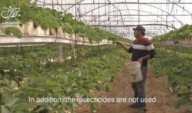 #Watch : A Palestinian farmer from Gaza challenges the difficult circumstances and creates " the outstanding strawberry " project
#شاهد زراعة الفراولة المعلقة في قطاع غزة آفاق اقتصادية مثمرة. 
تقرير محمد اليعقوبي