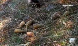 #شاهد : من الغابات لموائد الطعام..مربى الصنوبر يلقى اهتماما كبيرا من قبل المواطنين لمذاقه الفريد وفوائده المتعددة بولاية #كيركلارإيلي التركية