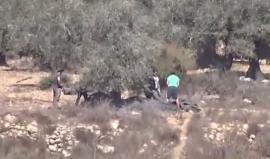 #فيديو يظهر مستوطنون يسرقون ثمار الزيتون من أراضي الفلسطينيين بالضفة الغربية