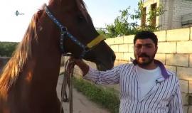 رغم الحرب... تربية الخيول العربية حاضرة في ادلب
تقرير قاسيون