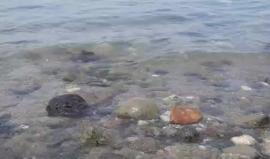 #مباشر..  من شاطئ بحيرة مدينة #طبريا التاريخية في منطقة الجليل الشرقي شمال فلسطين