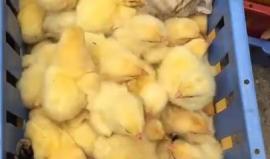 فيديو طريف ..  

ماذا تفعل هذه القطة بين الكتاكيت !