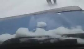 ماذا تفعل لو صادفت دبًا في طريقك؟