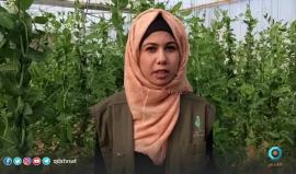 لأول مرة .. نجاح زراعة البازيلاء المتسلقة في قطاع غزة
