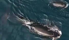 #شاهد كيف هاجم الحوت السفّاح سمكة قرش في خليج مونتيري في ولاية كاليفورنيا

الفيديو: Slater More